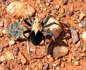 Hoggicosa_bicolor_D6005_Z_88_Road to Meekathara_Australie